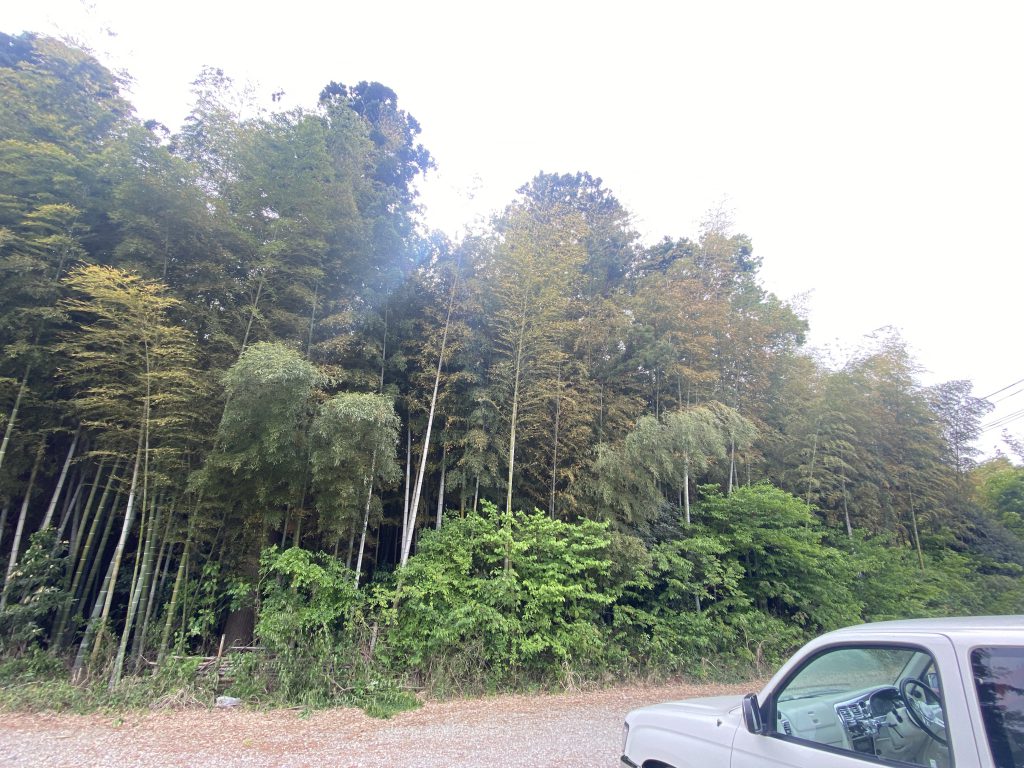 🚗竹の葉🎋