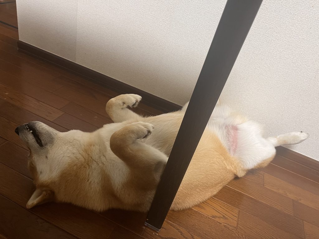癒やし～～～🐶❤