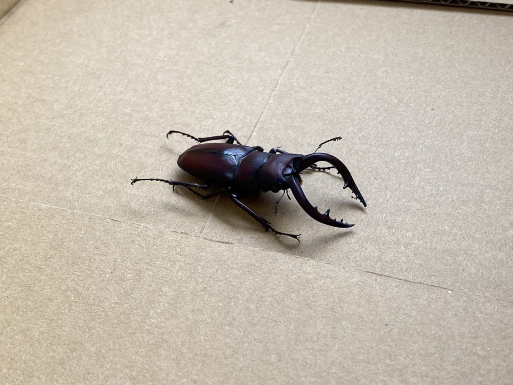 エアコンバッチリ
