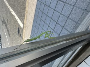 虫も住みやすい環境🐝