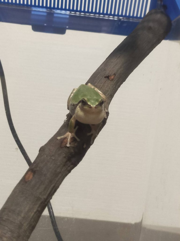 緑のアイツ🐸