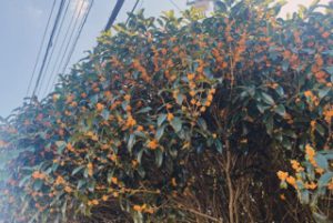 ☆今年もやってきましたこの季節☆