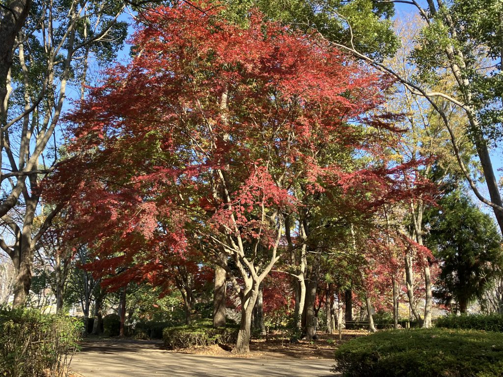 秋🍂深めいて🔆