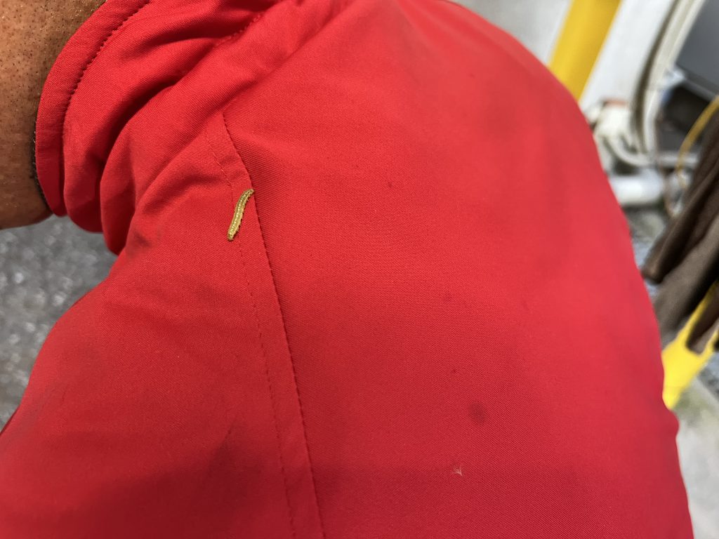 こんにちは🐛