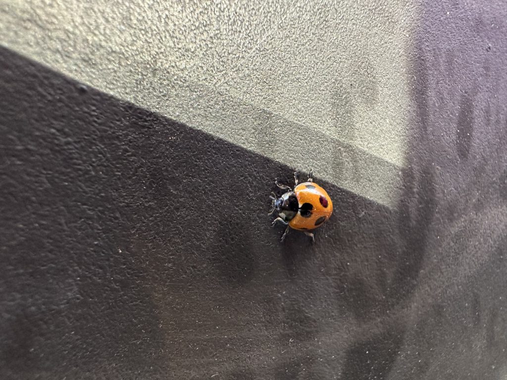 🐞