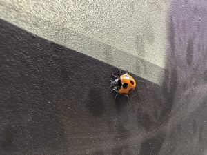 🐞