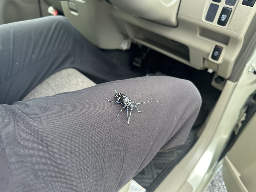 カミキられないように🐜