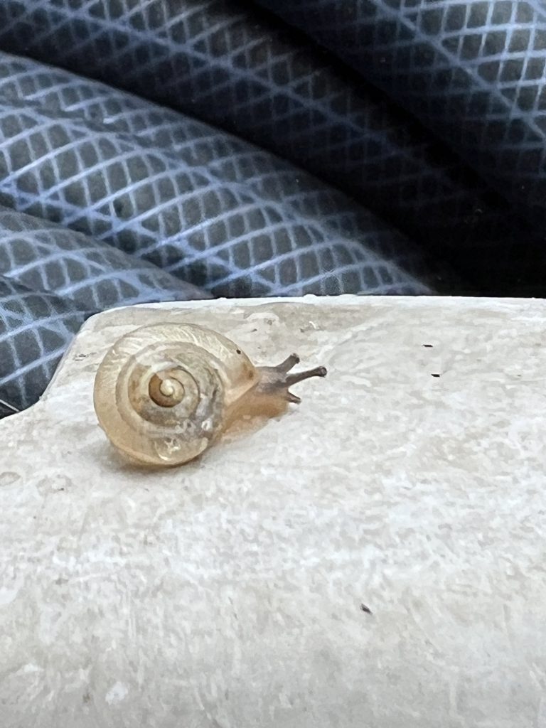 一応梅雨を感じた🐌
