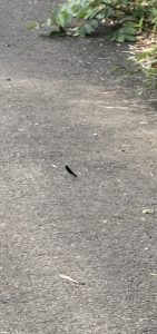 幸運の黒い・・・