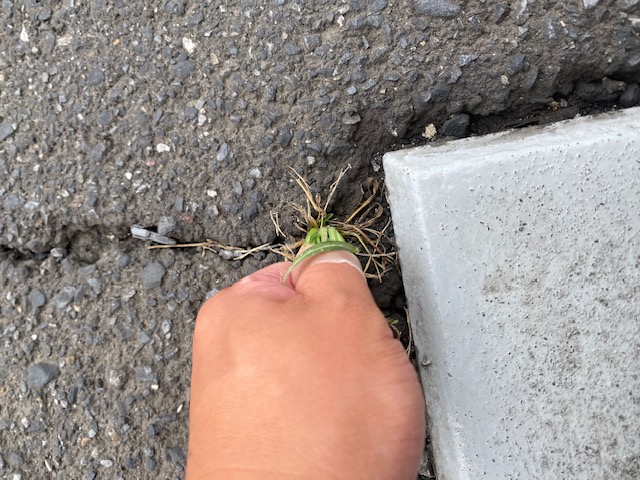 草取り再び。