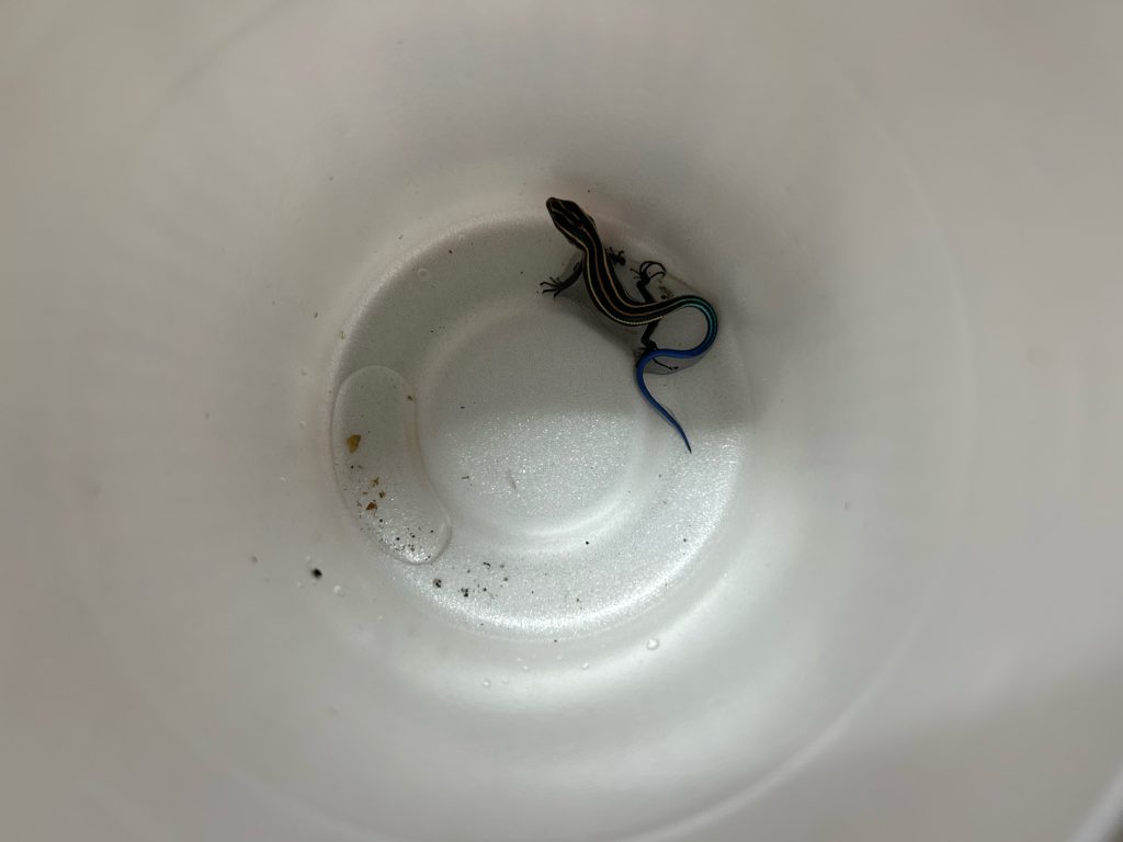 夏休み