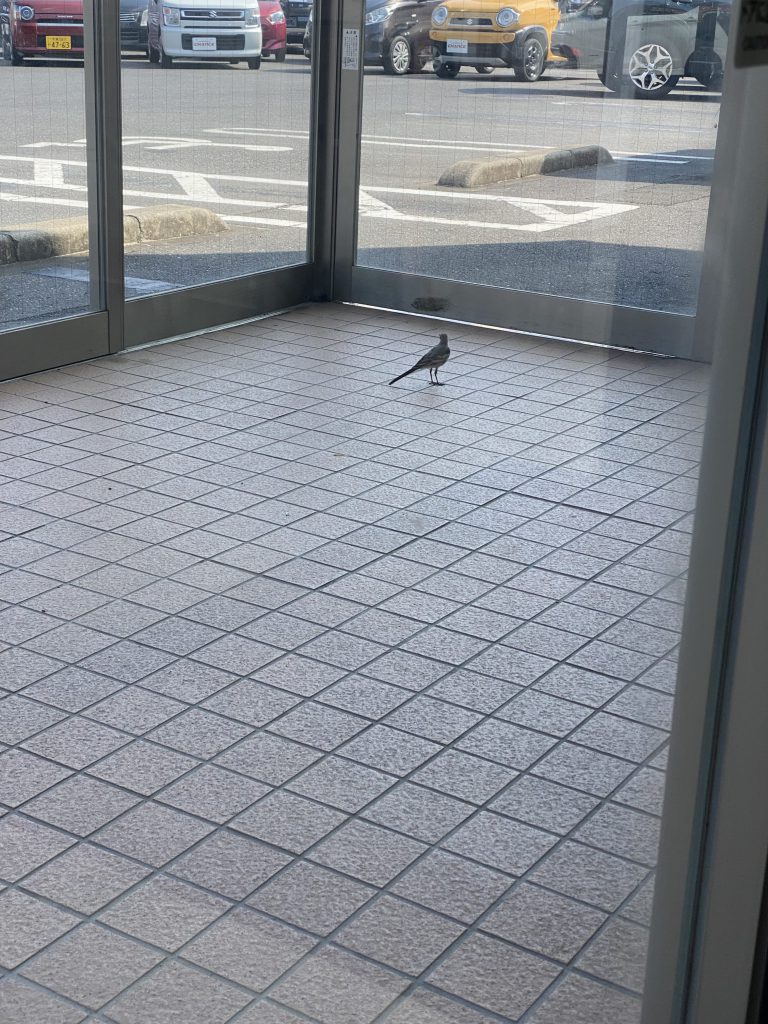 珍しい来場