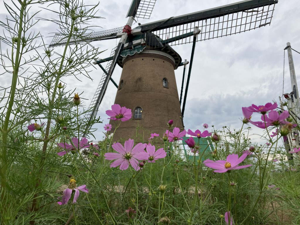 綺麗な✨コスモス🌸
