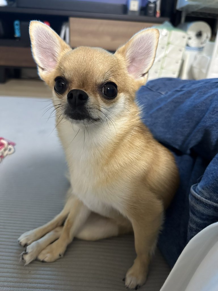 仕事の癒し
