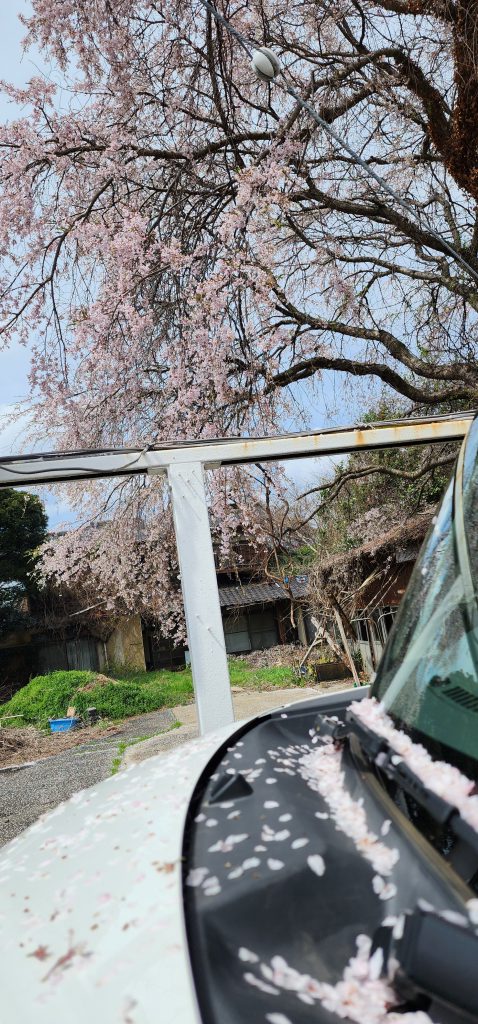 桜…