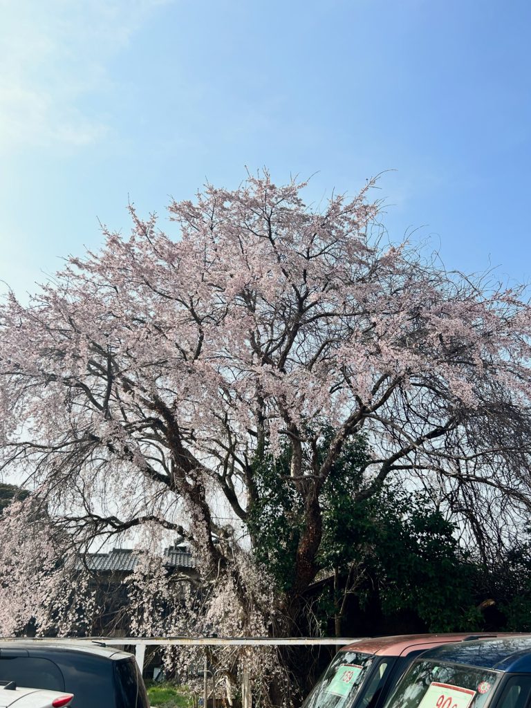 決意表明