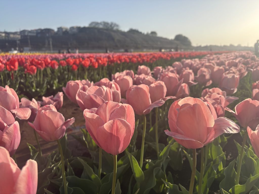 一面の✨チューリップ🌷