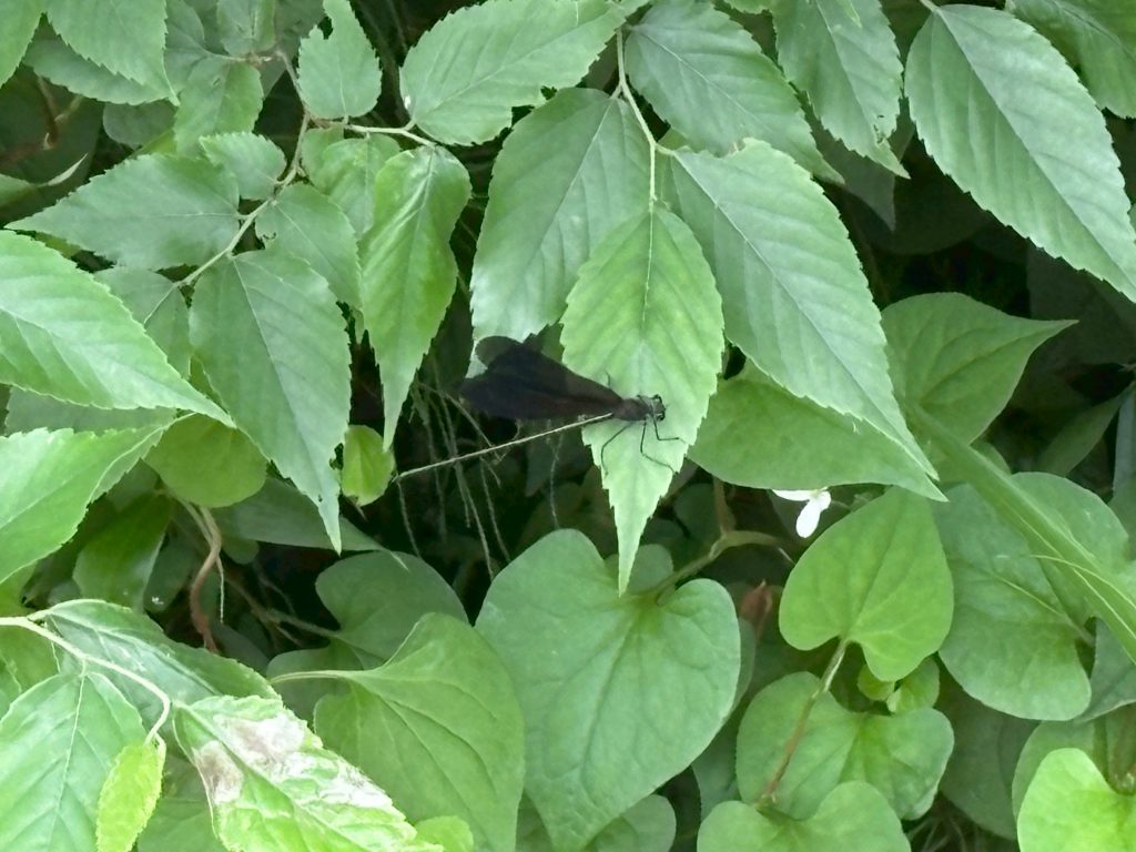 幸せの黒いトンボ
