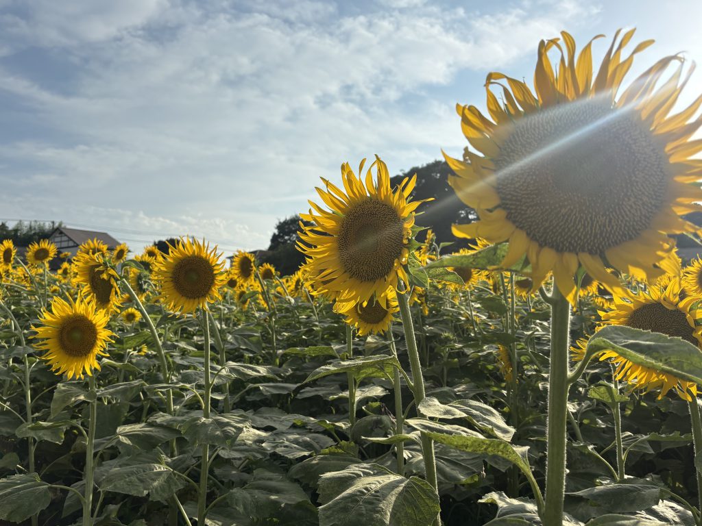 一面の🔆ひまわり🌻