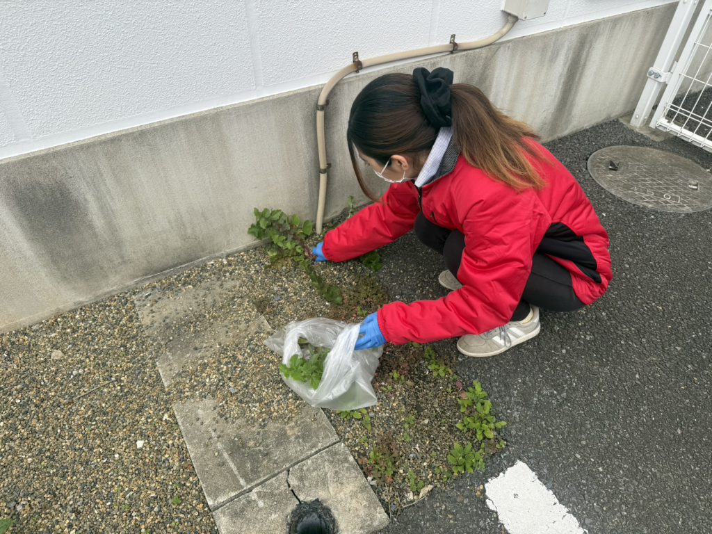 🍃雑草!撤去!🍃