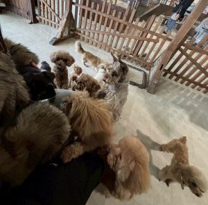 🐶パラダイス🐶