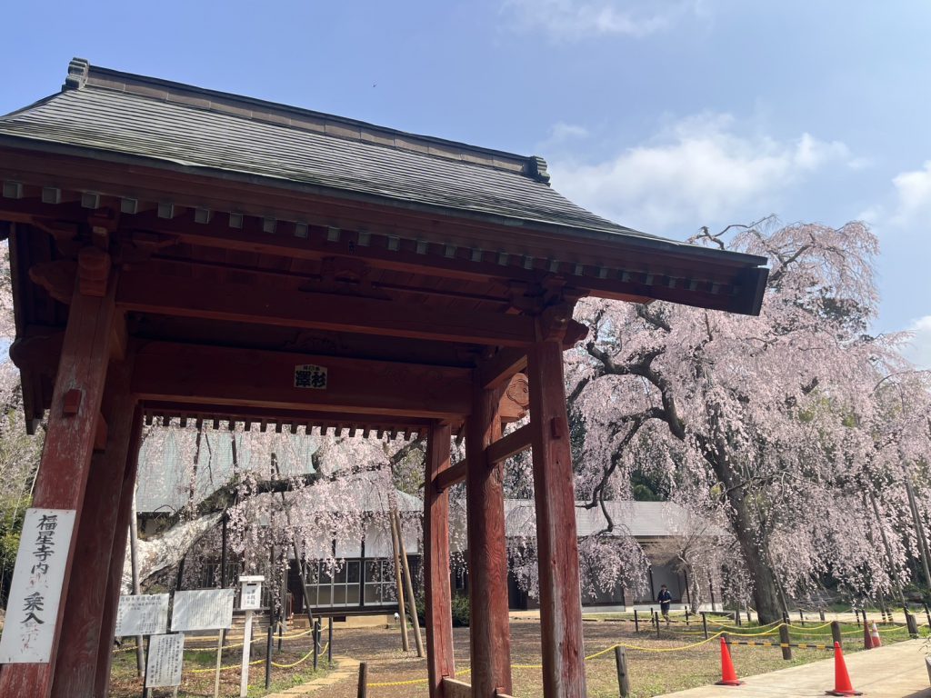 四街道の春