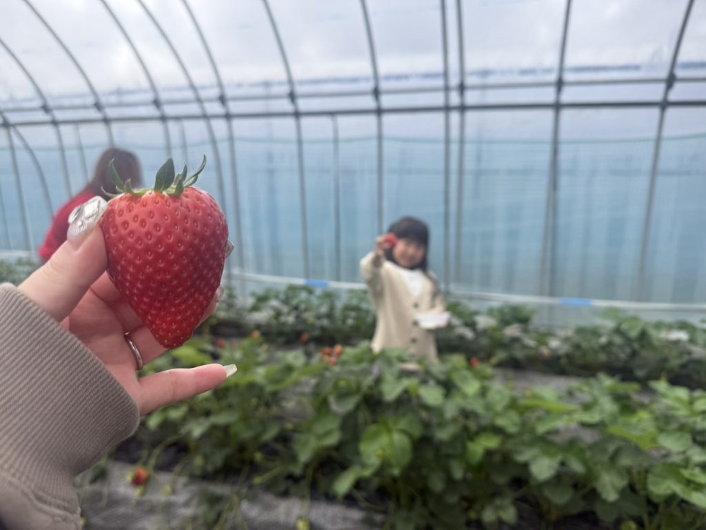 🍓季節もの🍓