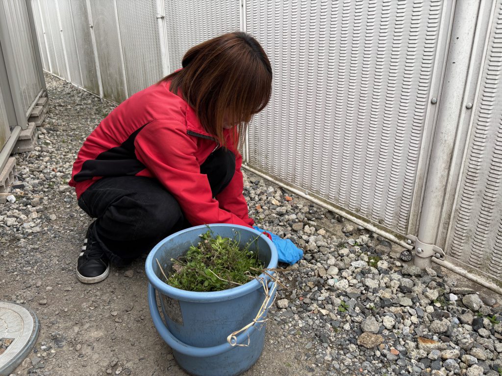 草むしり🍃