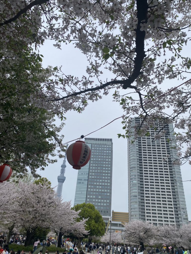 お花見🌸