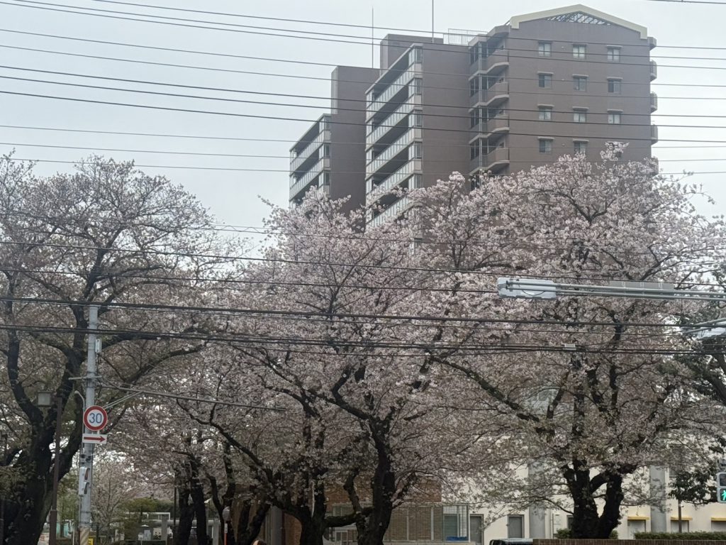 🌸春日和🌸