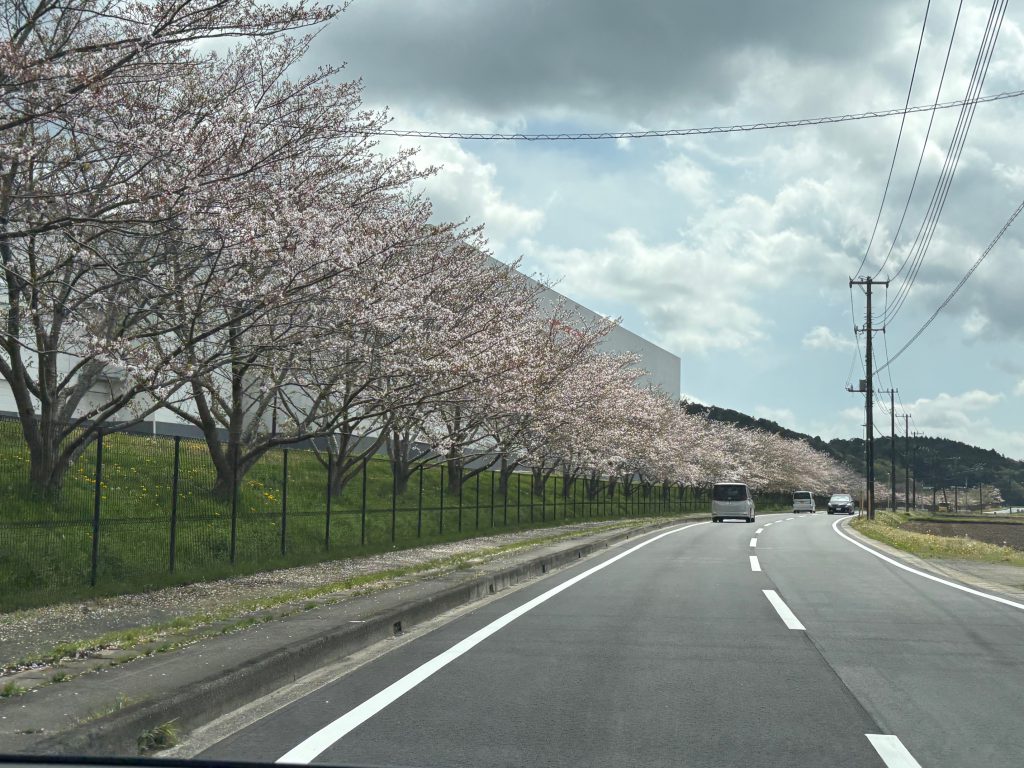 葉桜・・・🍃🌸