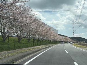 葉桜・・・🍃🌸