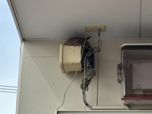 ツバメちゃん🐣