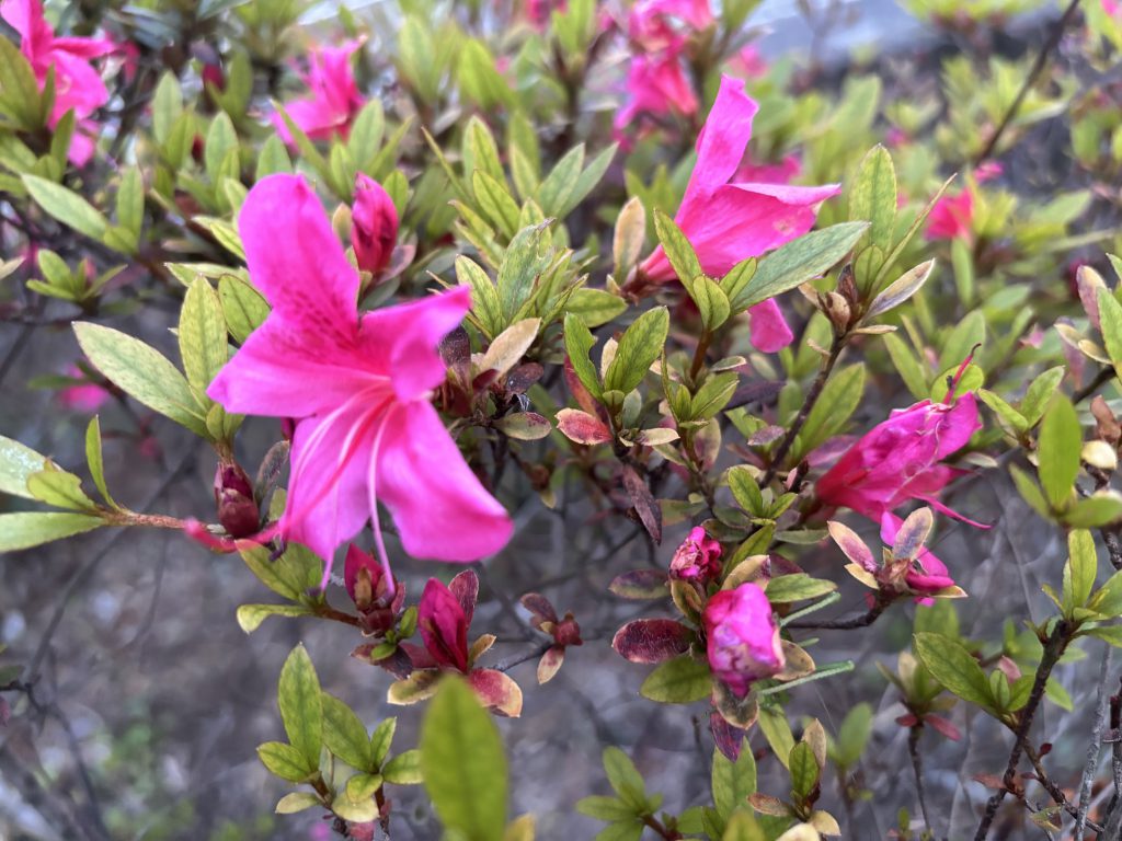 季節のお花🌸