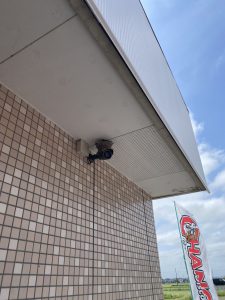ツバメ