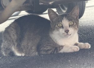 休憩🐈
