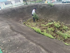 🌱草むしり🌱