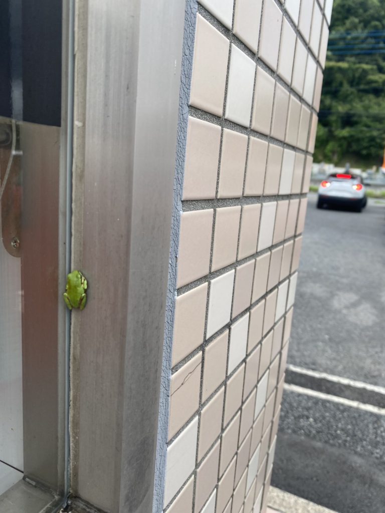 カエル🐸