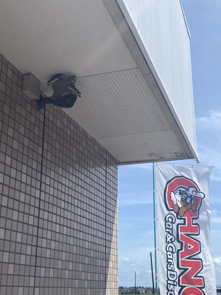 顔出し