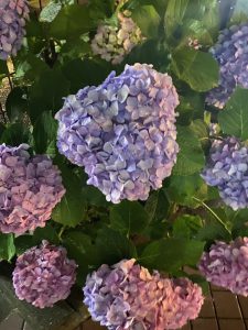 紫陽花