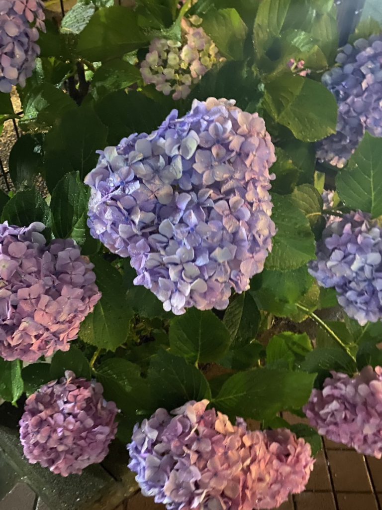 紫陽花