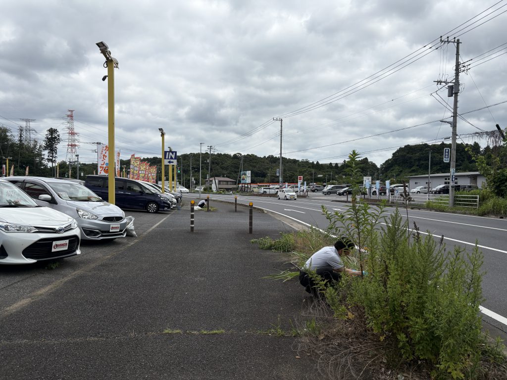 草取り