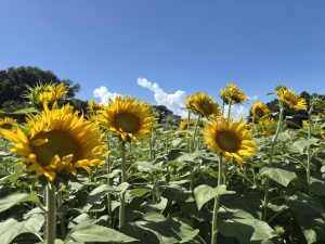 ひまわり🌻咲きました。