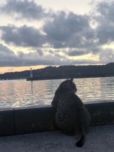 秋の夕暮れ🍂
