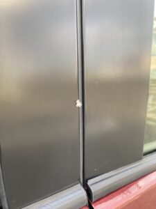 白い虫